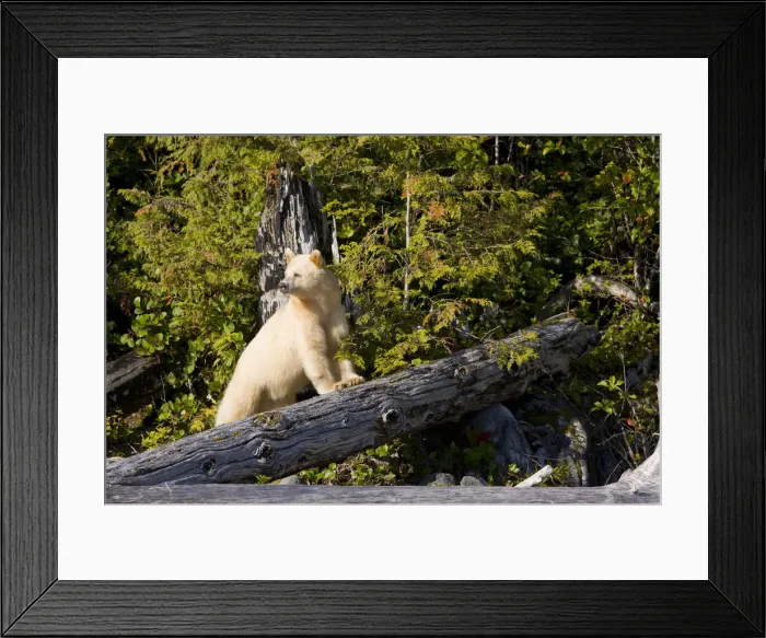 Framed Print : DDE-90028004