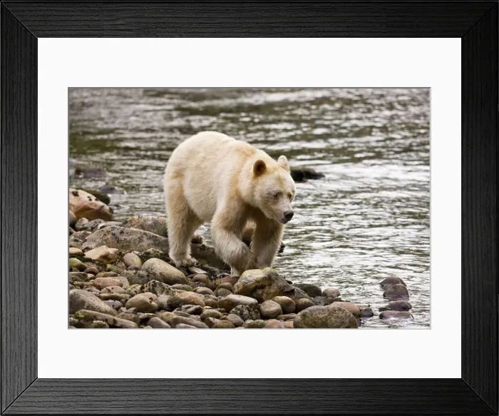 Framed Print : DDE-90028006 Framed Print : DDE-90028006