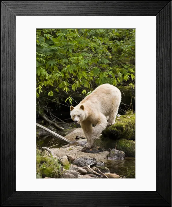 Framed Print : DDE-90028005 Framed Print : DDE-90028005