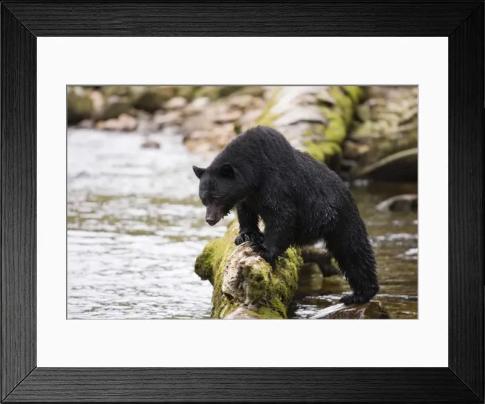 Framed Print : DDE-90028009 Framed Print : DDE-90028009