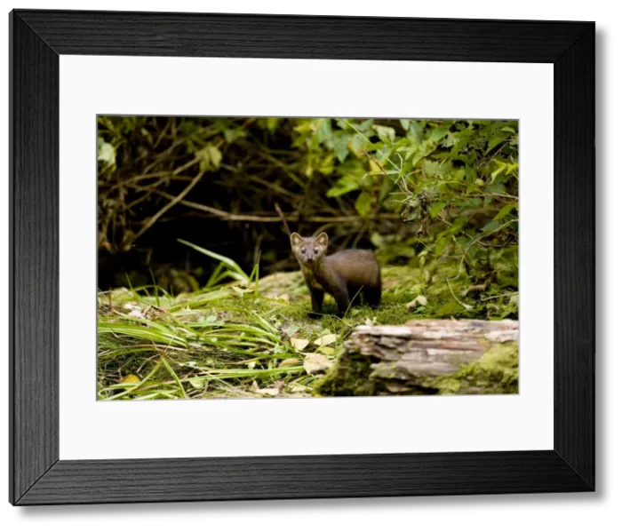 Framed Print : DDE-90028010 Framed Print : DDE-90028010