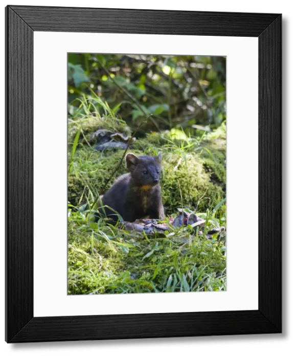 Framed Print : DDE-90028011 Framed Print : DDE-90028011