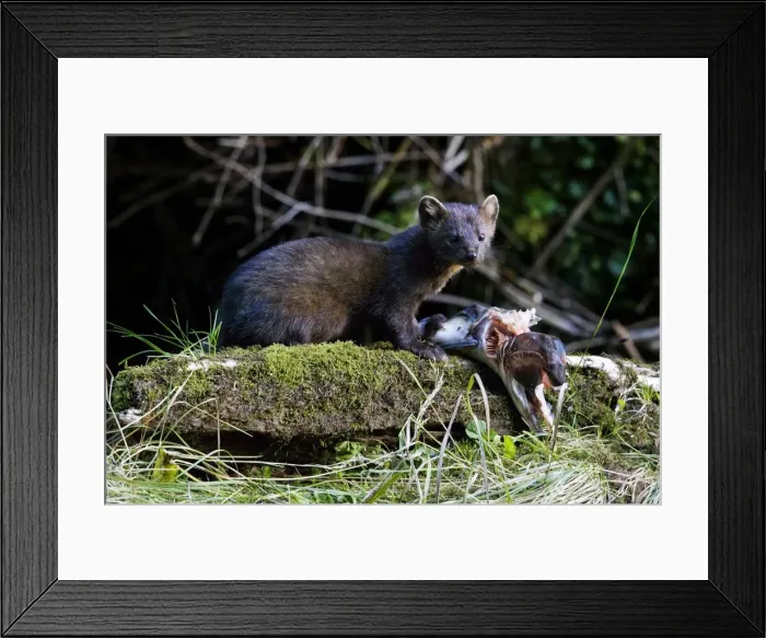 Framed Print : DDE-90028012 Framed Print : DDE-90028012
