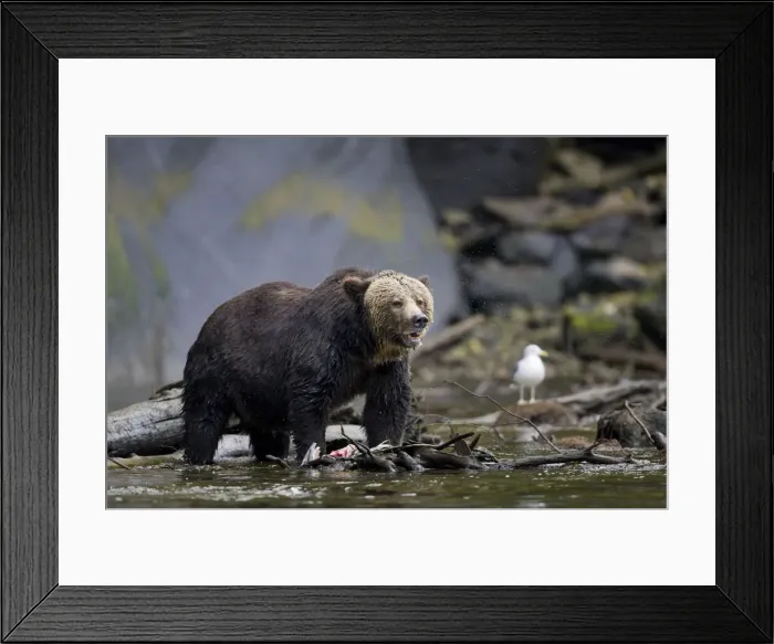 Framed Print : DDE-90028015 Framed Print : DDE-90028015