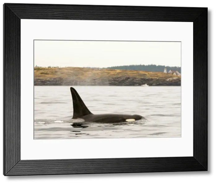 Framed Print : DDE-90028028 Framed Print : DDE-90028028