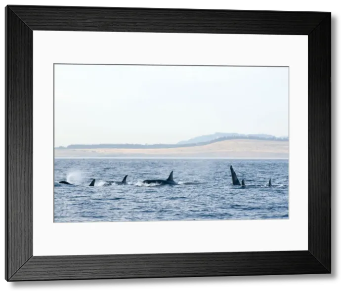 Framed Print : DDE-90028030 Framed Print : DDE-90028030