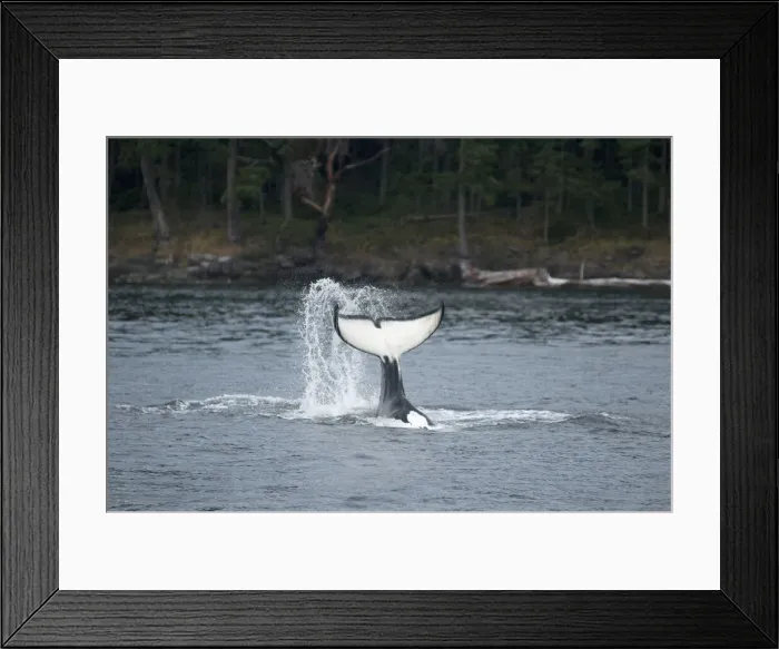 Framed Print : DDE-90028031