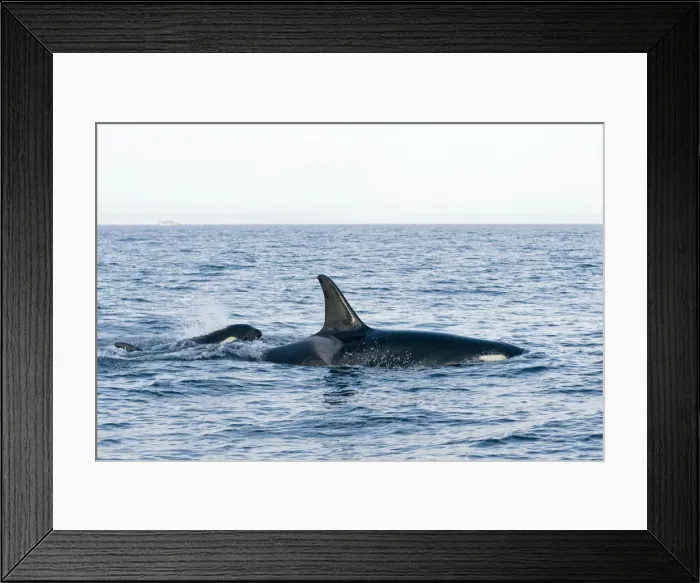 Framed Print : DDE-90028029 Framed Print : DDE-90028029