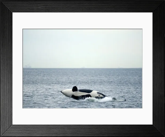 Framed Print : DDE-90028032 Framed Print : DDE-90028032