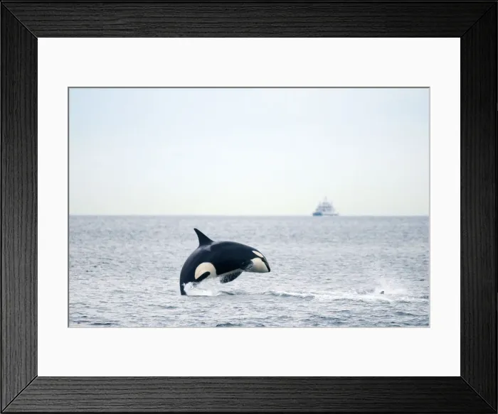 Framed Print : DDE-90028033 Framed Print : DDE-90028033
