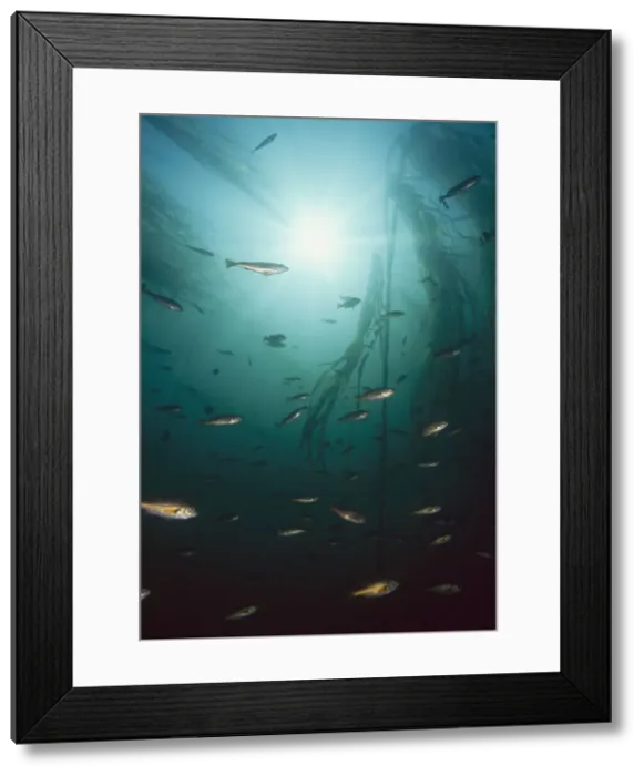 Framed Print : DDE-90028039 Framed Print : DDE-90028039
