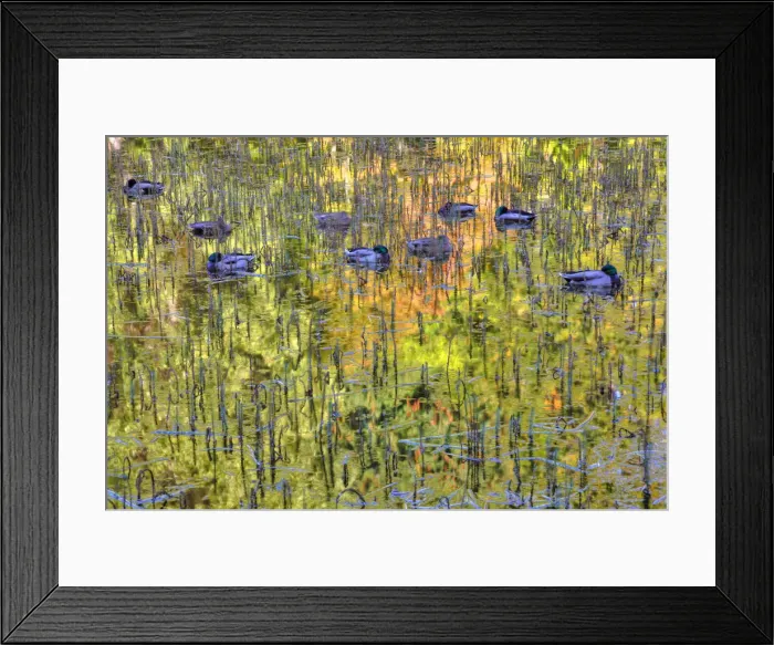 Framed Print : DDE-90028042 Framed Print : DDE-90028042