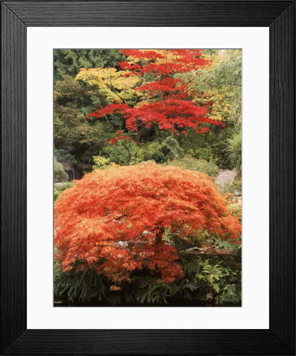 Framed Print : DDE-90028040