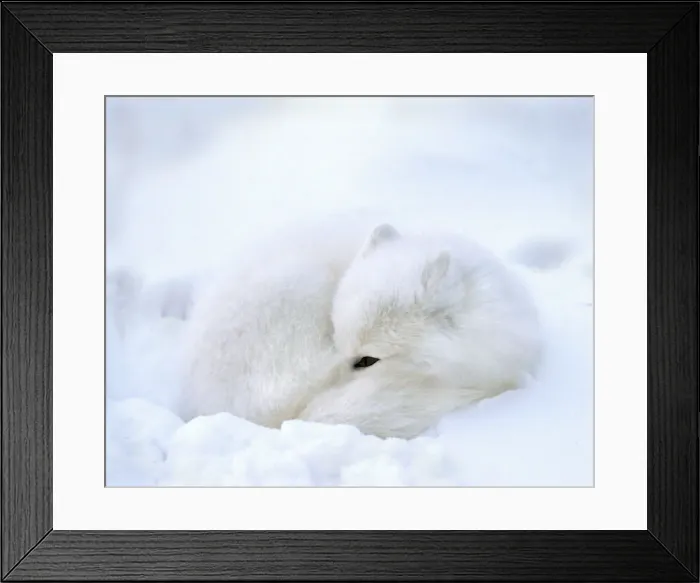 Framed Print : DDE-90028066 Framed Print : DDE-90028066