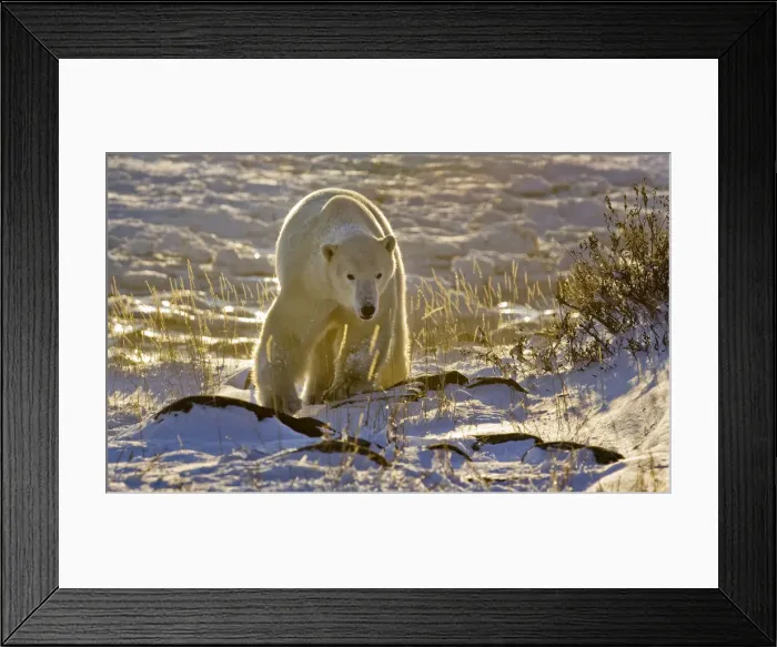 Framed Print : DDE-90028070 Framed Print : DDE-90028070