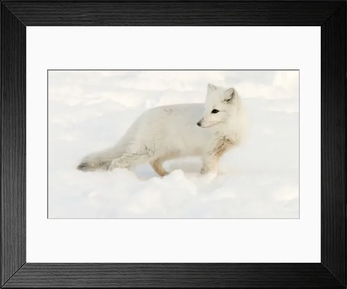 Framed Print : DDE-90028069 Framed Print : DDE-90028069