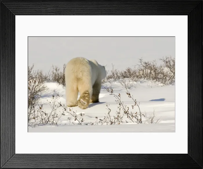 Framed Print : DDE-90028072 Framed Print : DDE-90028072