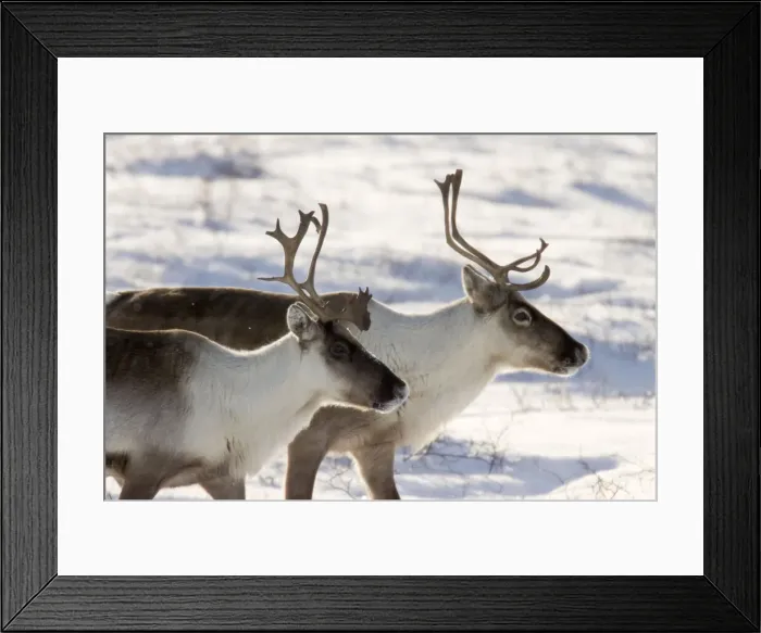 Framed Print : DDE-90028074 Framed Print : DDE-90028074