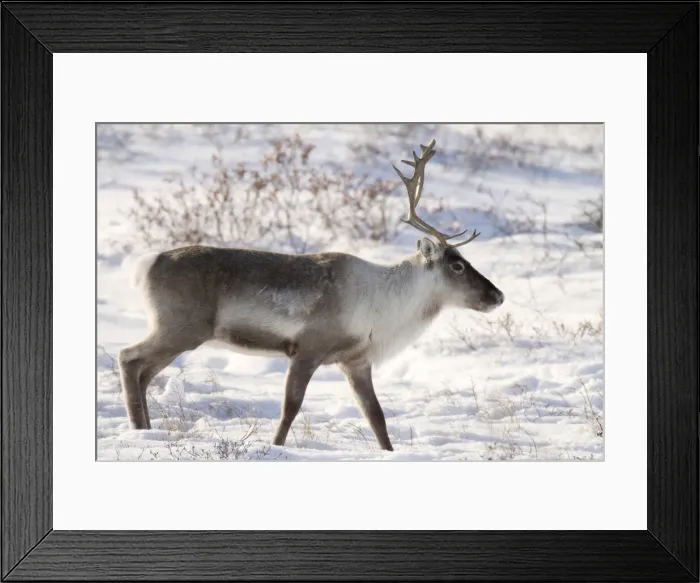 Framed Print : DDE-90028075 Framed Print : DDE-90028075