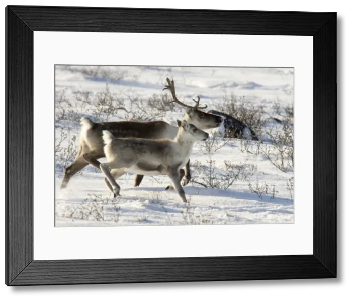 Framed Print : DDE-90028076 Framed Print : DDE-90028076