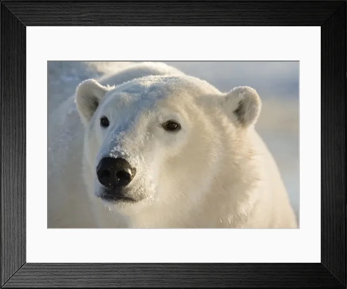 Framed Print : DDE-90028078 Framed Print : DDE-90028078