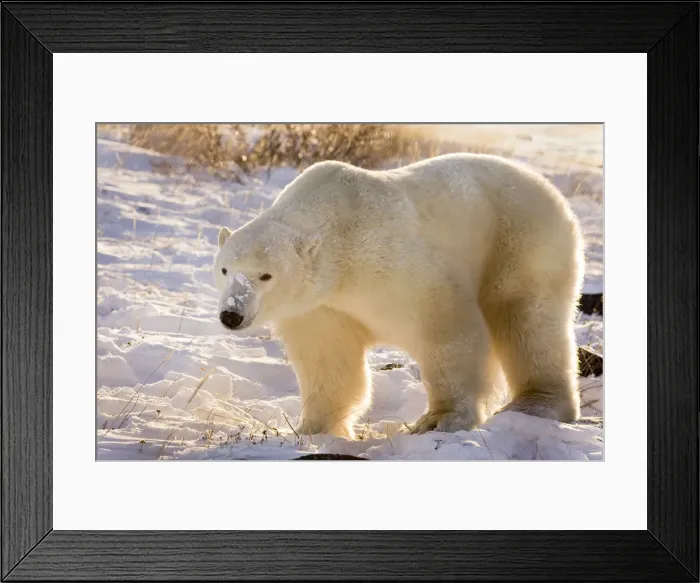 Framed Print : DDE-90028079 Framed Print : DDE-90028079