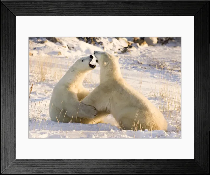 Framed Print : DDE-90028077 Framed Print : DDE-90028077