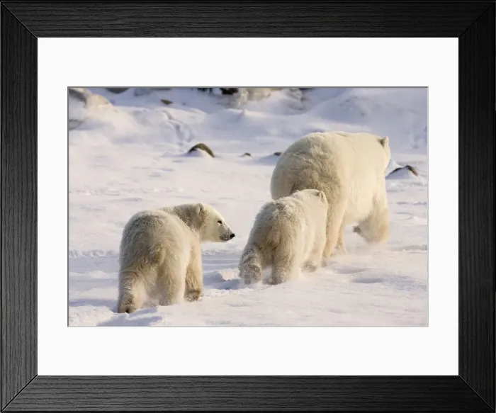 Framed Print : DDE-90028081 Framed Print : DDE-90028081