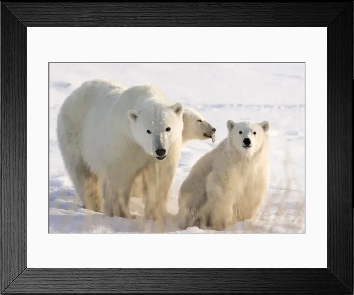Framed Print : DDE-90028084 Framed Print : DDE-90028084