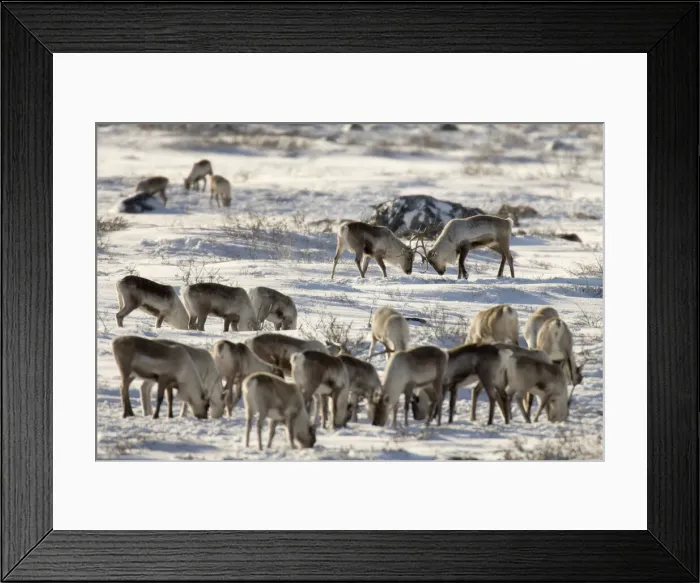 Framed Print : DDE-90028083 Framed Print : DDE-90028083