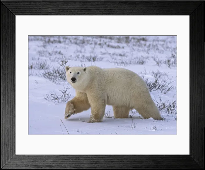 Framed Print : DDE-90028085 Framed Print : DDE-90028085