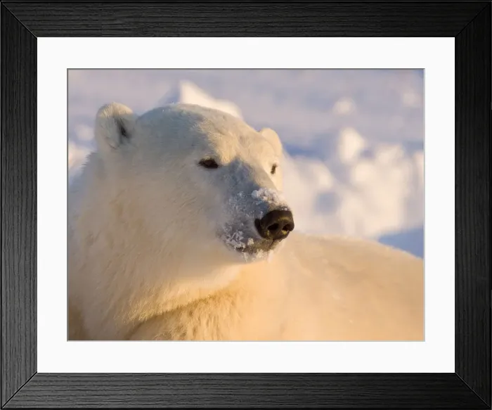 Framed Print : DDE-90028087 Framed Print : DDE-90028087