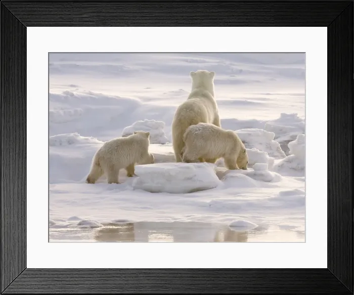 Framed Print : DDE-90028086 Framed Print : DDE-90028086