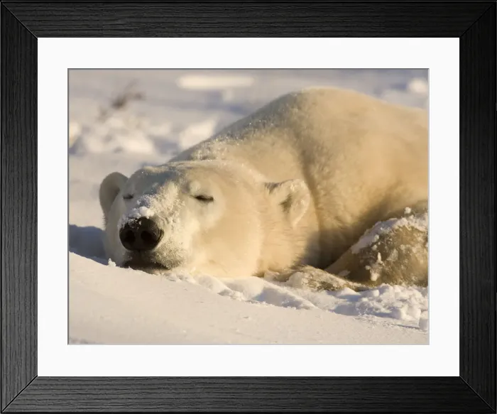 Framed Print : DDE-90028088 Framed Print : DDE-90028088