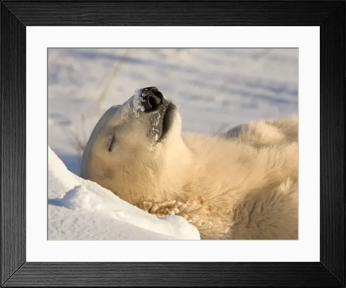 Framed Print : DDE-90028089 Framed Print : DDE-90028089