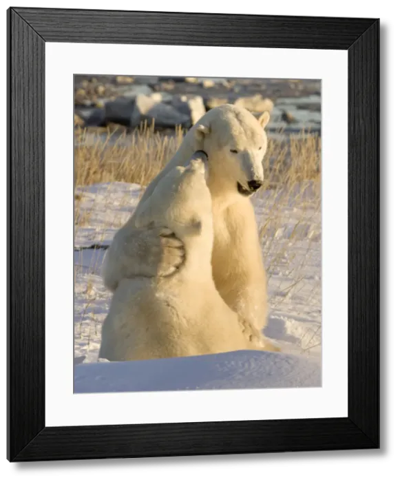 Framed Print : DDE-90028090 Framed Print : DDE-90028090