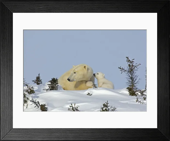 Framed Print : DDE-90028096 Framed Print : DDE-90028096