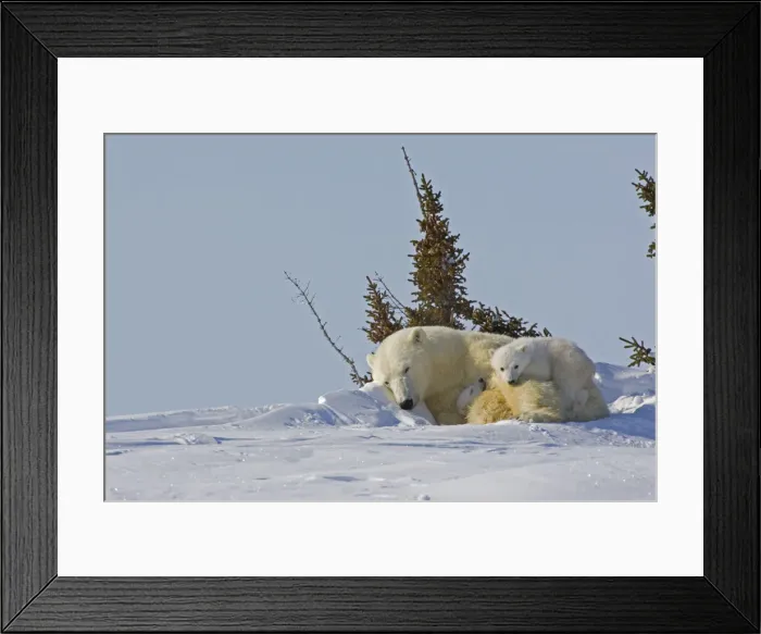 Framed Print : DDE-90028098 Framed Print : DDE-90028098