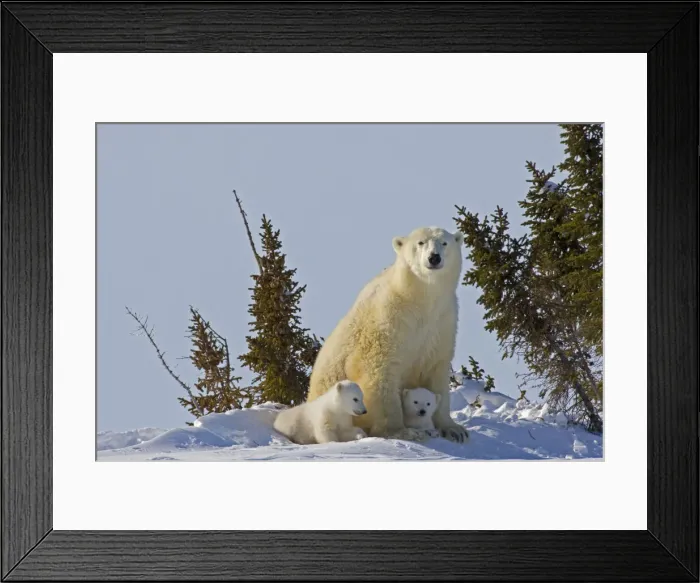 Framed Print : DDE-90028100 Framed Print : DDE-90028100