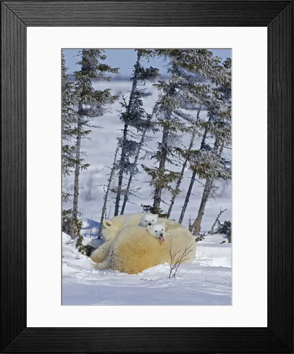 Framed Print : DDE-90028102 Framed Print : DDE-90028102