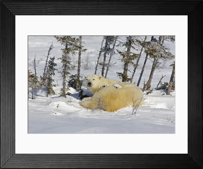 Framed Print : DDE-90028101 Framed Print : DDE-90028101