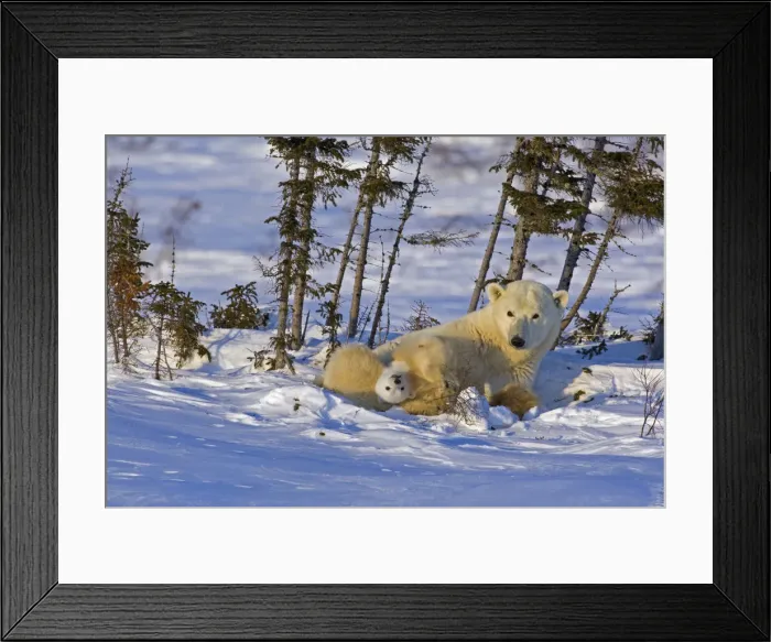 Framed Print : DDE-90028106 Framed Print : DDE-90028106