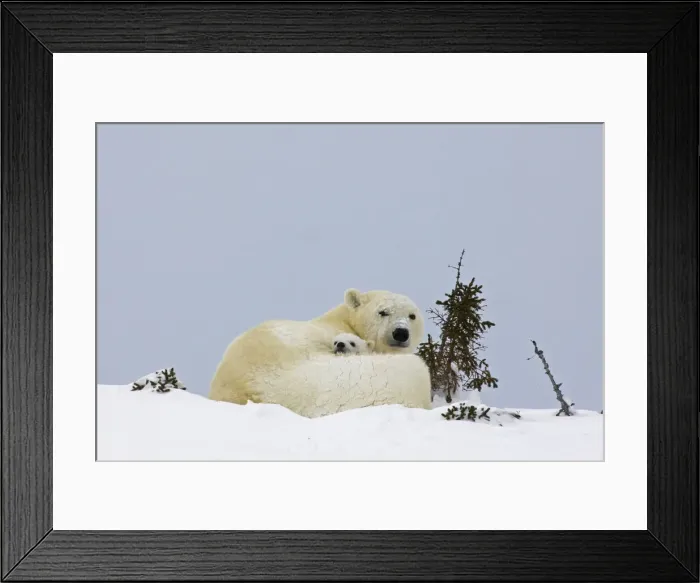 Framed Print : DDE-90028107 Framed Print : DDE-90028107