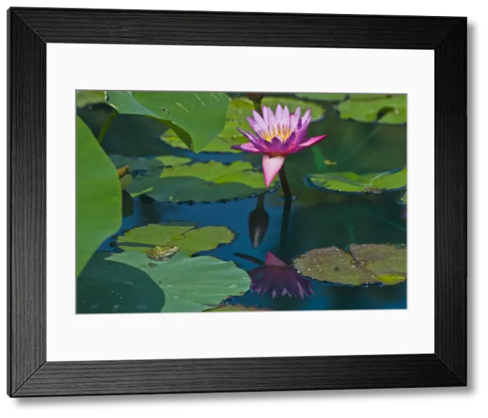 Framed Print : DDE-90028119 Framed Print : DDE-90028119