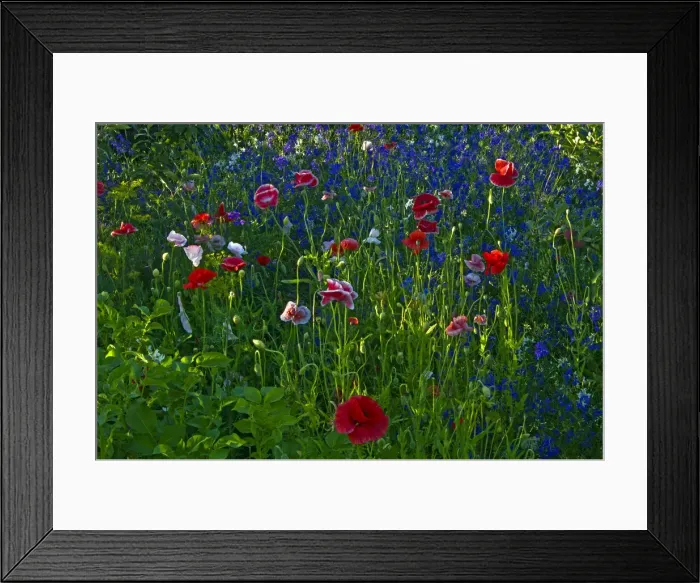 Framed Print : DDE-90028144 Framed Print : DDE-90028144