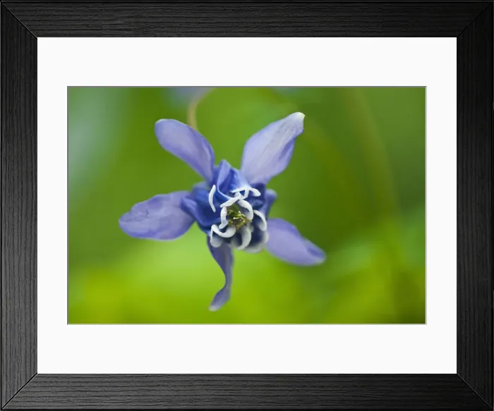 Framed Print : DDE-90028145 Framed Print : DDE-90028145