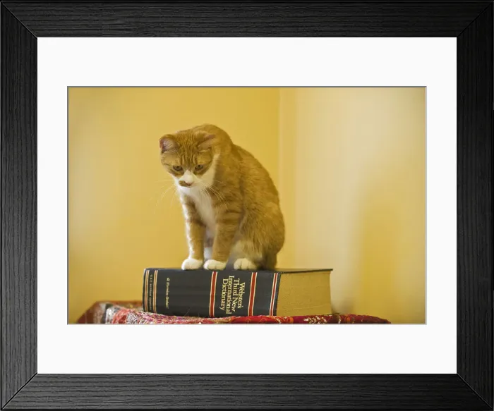 Framed Print : DDE-90028146 Framed Print : DDE-90028146
