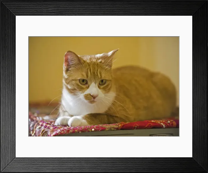 Framed Print : DDE-90028147 Framed Print : DDE-90028147