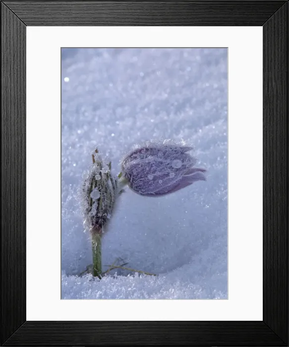 Framed Print : DDE-90028152 Framed Print : DDE-90028152