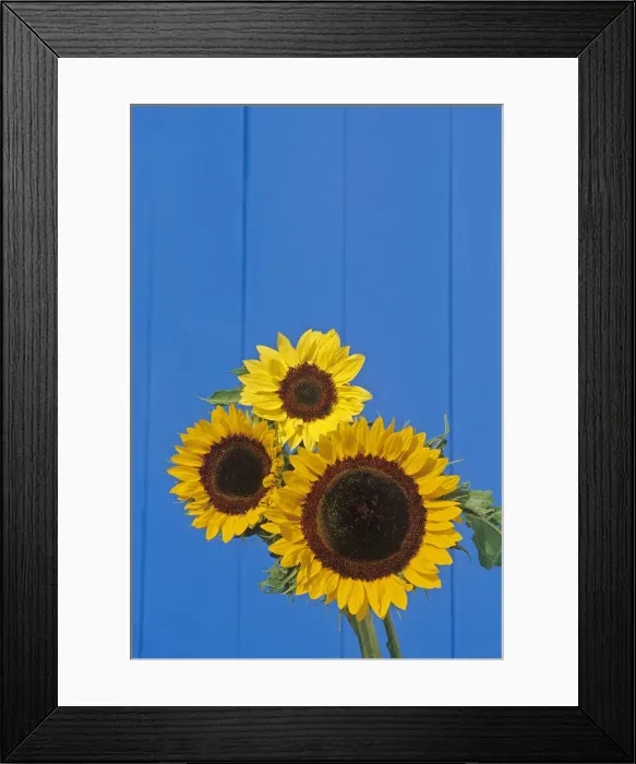 Framed Print : DDE-90028163 Framed Print : DDE-90028163